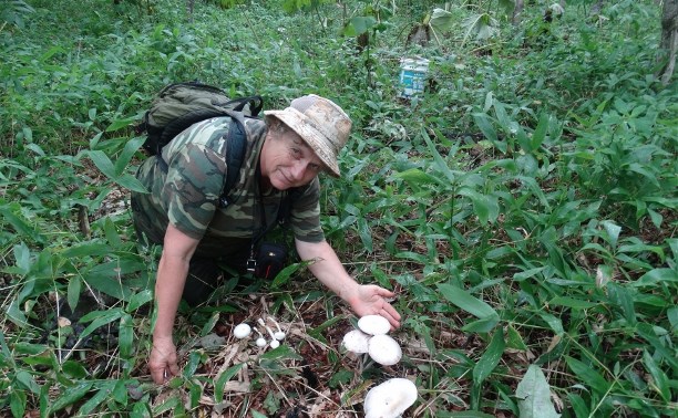 Новые виды грибов обнаружены на Кунашире