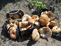 А это мы ходили по лесу города Шахтерск и собрали разные и съедобные грибы. Нам попадались волнушки, подосиновики, маховики, сырые грузди и подберезовики. Лес очень богат грибами.