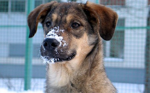 Первая сахалинская выставка беспородных собак