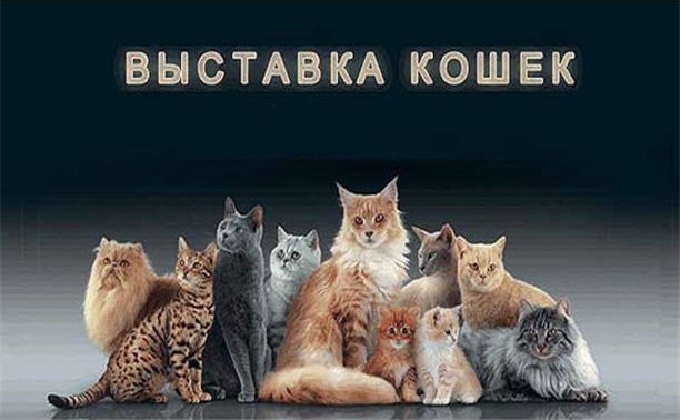 Выставка кошек Выставка кошек