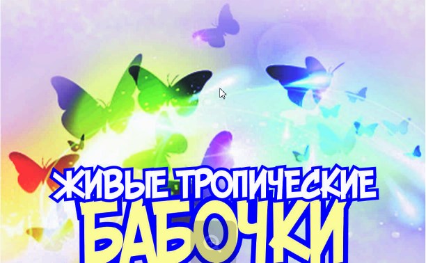 Живые тропические бабочки Живые тропические бабочки