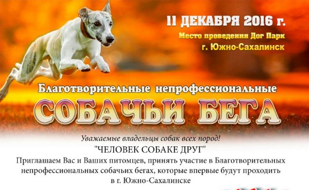 Собачьи бега