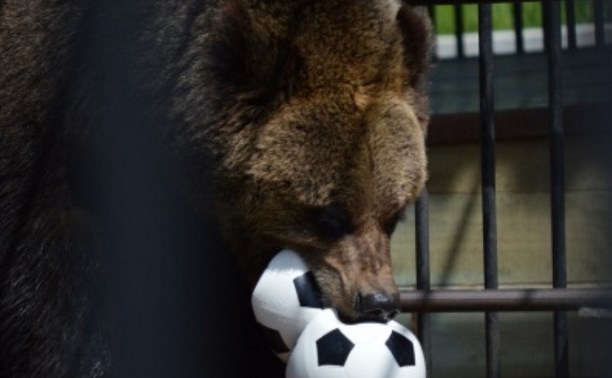 Подари медведю мячик