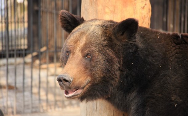 Медведь - символ зоопарка
