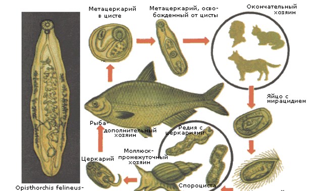 Болезни рыб. Ихтиологические исследования