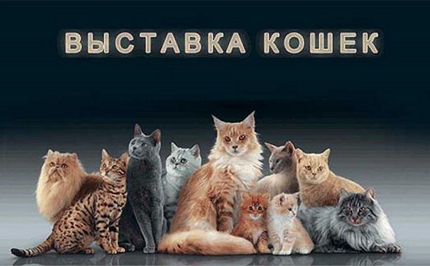 Выставка кошек по системе FARUS