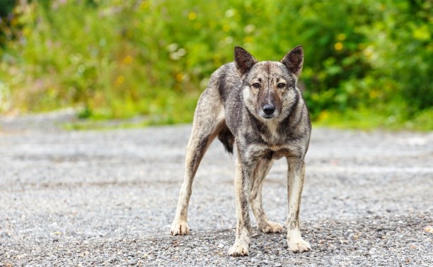 Что делать при встрече с бродячей собакой: правила безопасности и защита