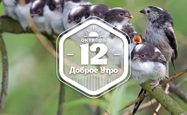 ПтичьеЗаботливое доброутреннее с конкурсом)