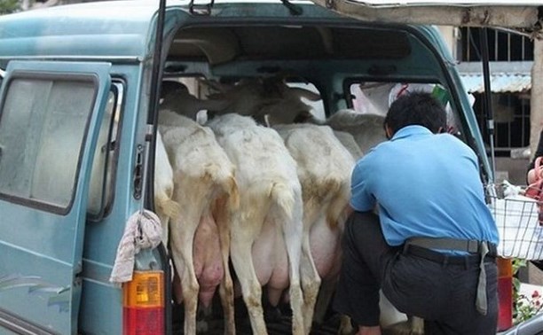 Сахалинец пересадит киевлян на велики и молоко в Китай. Обзор околосахалинского интернета