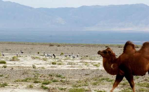 Монголия. Удивительный животный мир. Часть первая