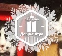 Кошачьи портреты в доброутреннем с конкурсом)
