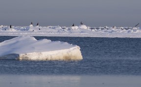 Птицы весны