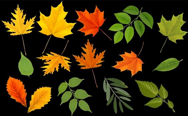 Стихи про листья
