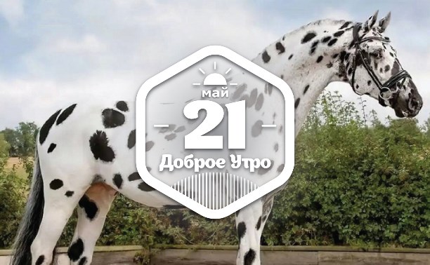 Необычные лошади в доброутреннем с конкурсом)