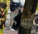 Голосистая Лайза и трое кошачьих