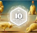 Цыпленок йога в доброутреннем с конкурсом)