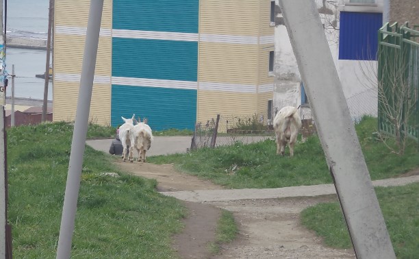 Козлы и козы разгуливают без присмотра в Холмске (видео)