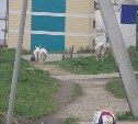 Козлы и козы разгуливают без присмотра в Холмске (видео)