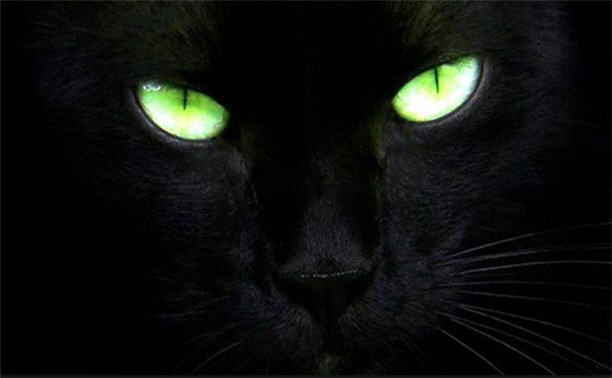 Чёрная кошка (или кот) ждёт тебя!!!