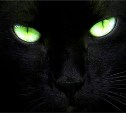 Чёрная кошка (или кот) ждёт тебя!!!