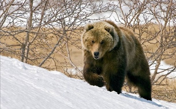 Защита от медведя