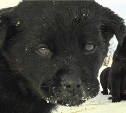 Один щенок замерз, семерых удалось спасти