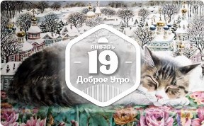 Снежные коты в доброутреннем с конкурсом)