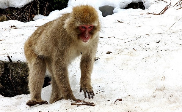 Япония. Дзигокудани и Снежные обезьяны...