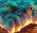 Как прекрасен наш сахалинский подводный мир