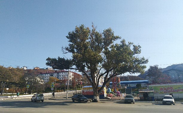 Чудо Дерево из Лукоморья в городе Холмск
