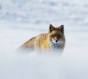 Последнее зимнее дефиле Лизаветы