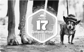 Собаки с другой стороны в доброутреннем с конкурсом)