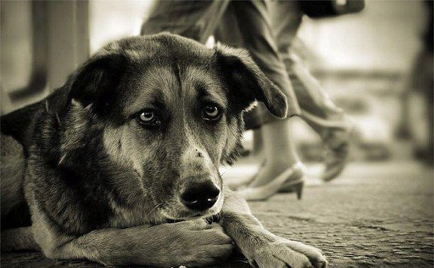 Жители Александровска-Сахалинского против отлова бездомных собак