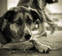 Жители Александровска-Сахалинского против отлова бездомных собак