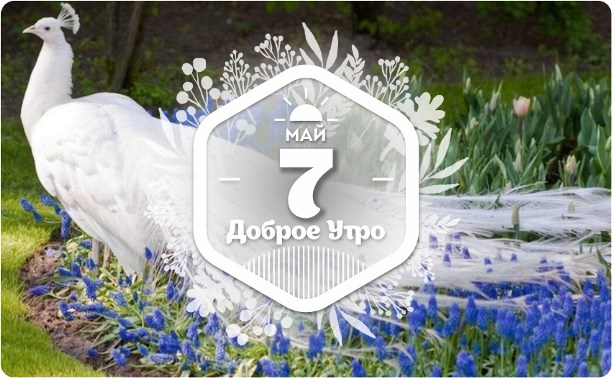Белый павлин в доброутреннем с конкурсом)