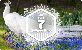 Белый павлин в доброутреннем с конкурсом)