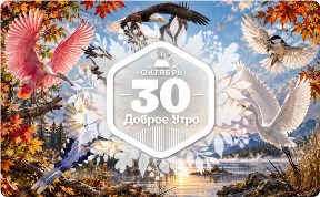 Птицы в полете в доброутреннем с конкурсом)
