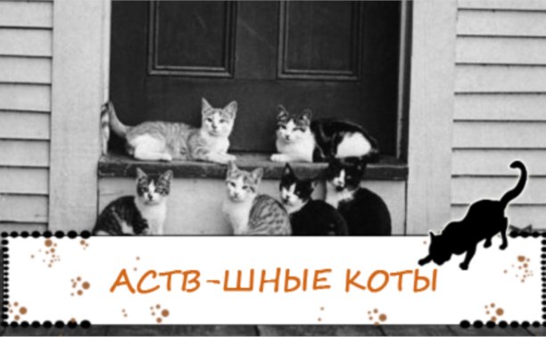 АСТВ-шные коты