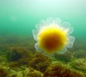 Удивительный подводный мир Сахалина