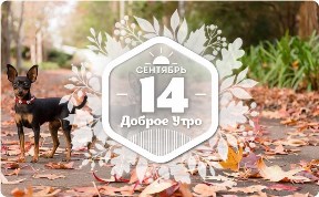 Карманные питомцы в доброутреннем с конкурсом)