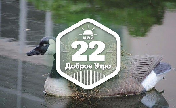В удивительных местах гнездовое доброутреннее с конкурсом)