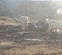 Козлы и козы на улице Некрасова в Холмске