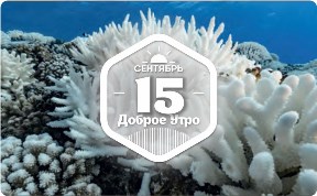 Кораллловое доброутреннее с конкурсом)