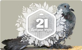 Странные голуби в доброутреннем с конкурсом)