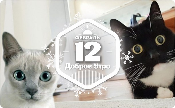 Кошки с большими глазами в доброутреннем с конкурсом)