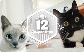 Кошки с большими глазами в доброутреннем с конкурсом)