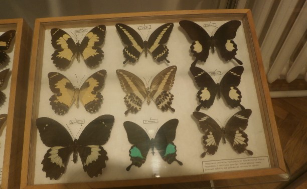 Выставка тропических бабочек и хищных растений в Туле