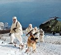 На плечах у нас зеленые погоны...