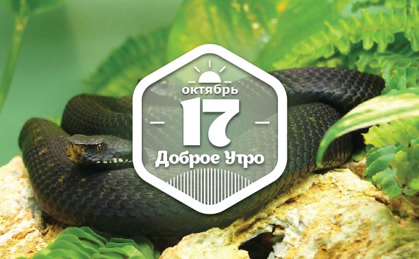 ДлинноЗмеинное доброутреннее с конкурсом)