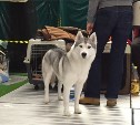 «Спасибо» - «гав»: Фото вежливых собак с выставки
